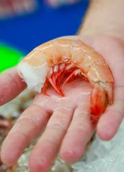 Buddys Seafood fresh shrimp