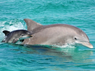 Paradise Adventures in Panama City Beach, Florida on the Visitor's Map