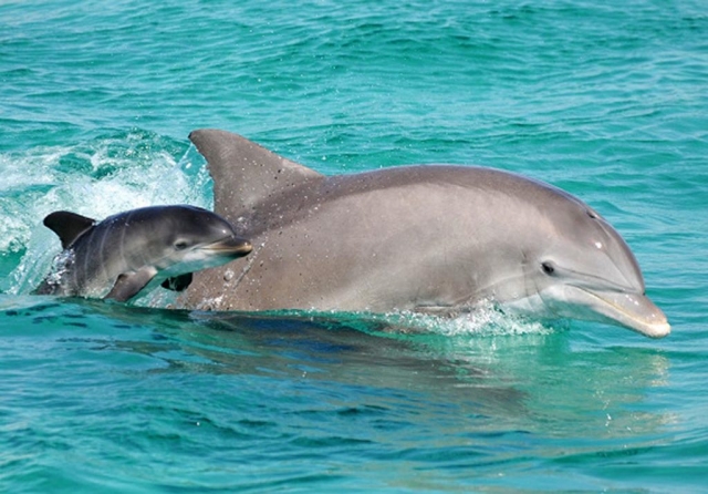 Paradise Adventures in Panama City Beach, Florida on the Visitor's Map