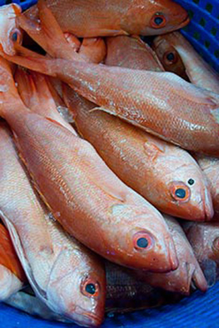 Gandy's Seafood Market in Panama City, Florida