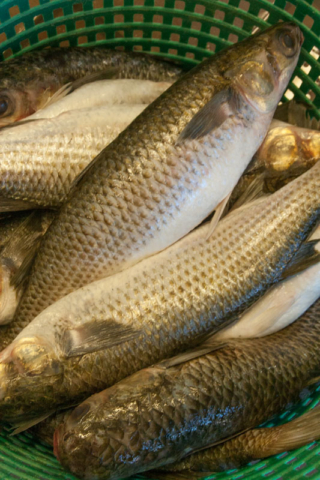 Gandy's Seafood Market in Panama City, Florida