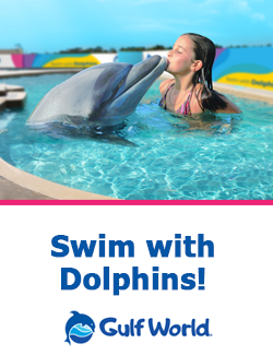 Gulf World Swim With Dolphins