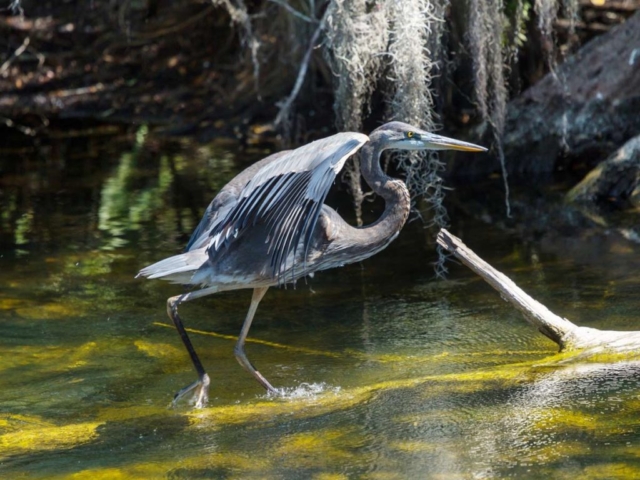 Panama City Adventures eco tours in Panama City, Florida
