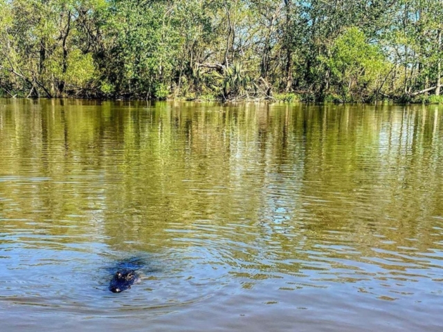 Panama City Adventures eco tours in Panama City, Florida
