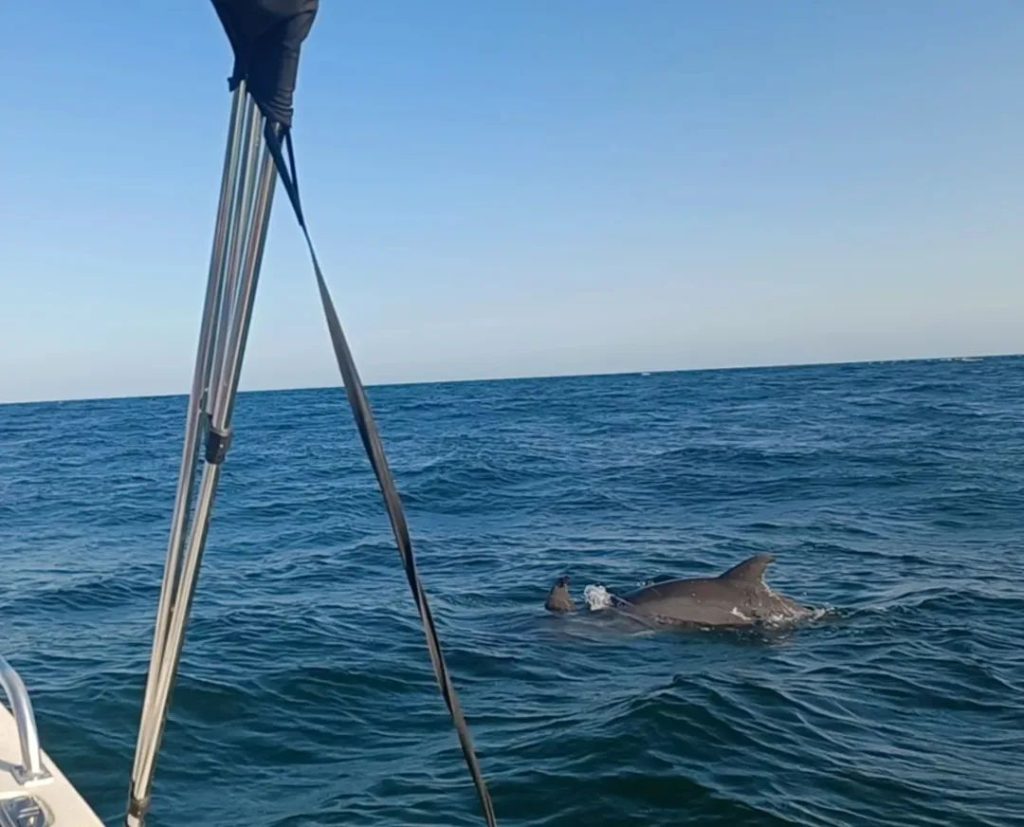 Coastal-Wildlife-Adventures_12 Coastal Wildlife Adventures in Panama City Beach