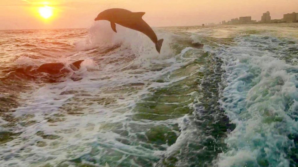 sea-screamer_panama_city-beach_2